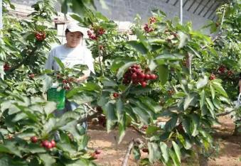 “中國櫻桃之鄉”：長城腳下櫻桃紅滿枝