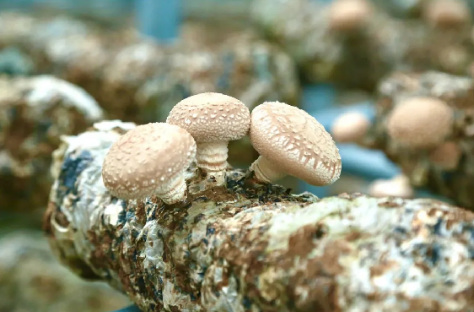 甘肅康樂：小菌菇產業撐起鄉村振興“致富傘”