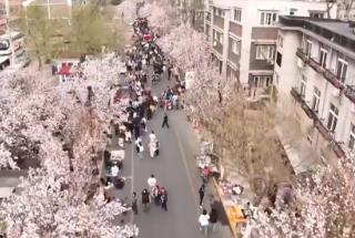 “海棠限定”“津”日芳華“低空踏青” 春日儀式感提振消費