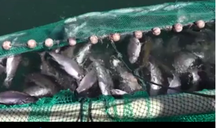 青海：挖掘“冷資源” 打造“熱產業”