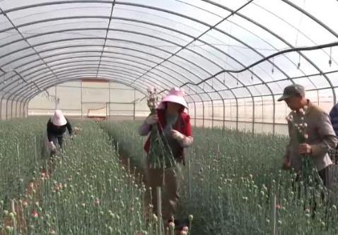 “鮮花經濟”一路生花！我國花卉海外貿易持續增長 產業競爭力顯著增強