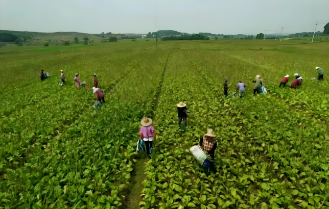 傳承創新 江西中醫藥產業蓬勃發展