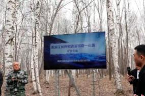 黑龍江：今年預計采集20萬噸樺樹汁 帶動林區增收超4億元