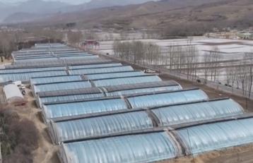 特色農業產銷兩旺 科技賦能鄉村振興