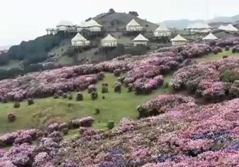 “賞花游”帶火鄉村文旅消費 春日經濟“一路繁花”繪就活力圖景