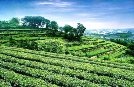 四川成都市茶產業邁向千億級