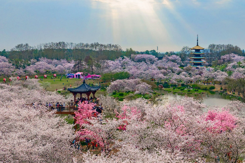湖北“村晚”賦能“賞花經濟”串珠成鏈擴面
