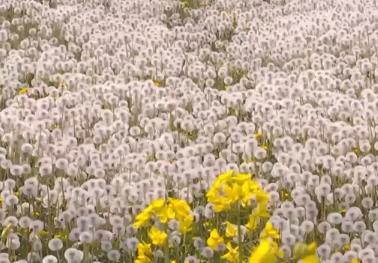 從“賞花1.0”到“產業2.0” 特色產業“以花為媒”繪就鄉村振興新畫卷