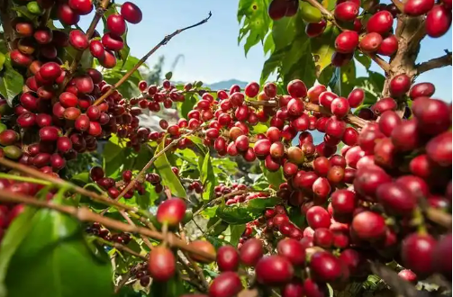 云南咖啡產業獲多項資金扶持