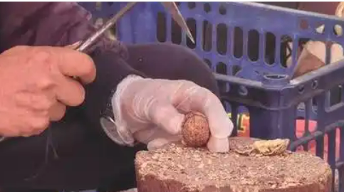 云南鳳慶核桃錘“敲”出億元產業