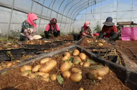 科技品牌雙輪驅動 河北省張北縣延伸馬鈴薯產業鏈條促增收