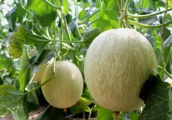 沙漠腹地的“中國蜜瓜之鄉”科技加持“甜蜜經濟”