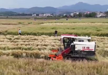 豐收在望！“稻—稻—油”三熟制種植模式下 油菜單產刷新紀錄