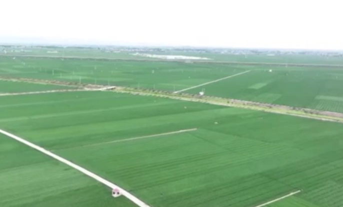 全國春播進展順利 夏油豐收在望