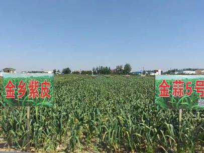 “大蒜之鄉”山東金鄉如何以“種”會友擦亮大蒜金字招牌？