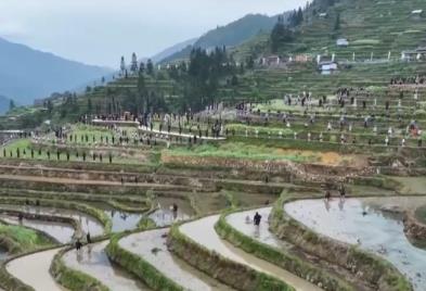 開秧門、采櫻桃……打好地方“特色牌” 農文旅融合撐起村民“錢袋子”