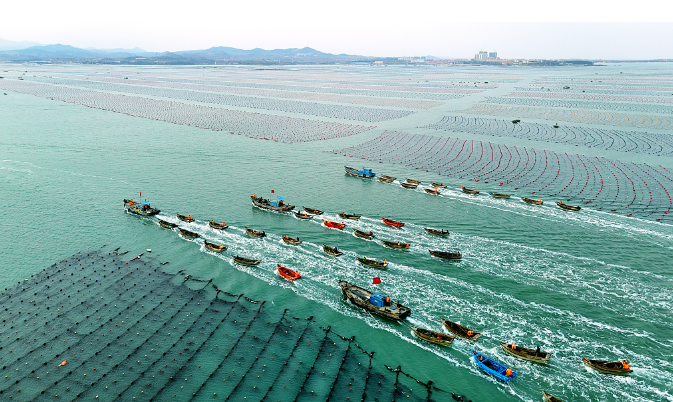 山東威海加大創新研發力度深耕碧海掘金“優質糧”