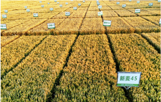 中原農谷育新種迎豐年——探訪產糧大省河南的農業“芯”科技