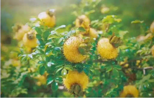 貴州多措并舉培育刺梨優勢特色產業集群