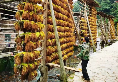 打造具有地域特色的“金字招牌” 貴州地理標志產品年產值達1215.9億元