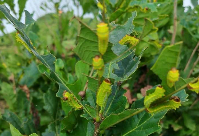 探索蒿柳養蠶，黑龍江同江