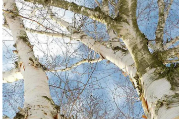 純凈白樺汁 產業“綠引擎”黑龍江伊春“樺”彩綻放