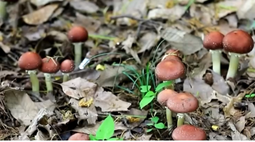 特色產業賦能鄉村振興 鼓足村民“錢袋子”