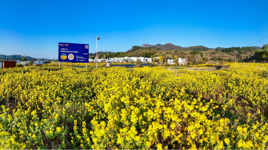 華潤三九打造中藥新質生產力，推動行業高質量發展