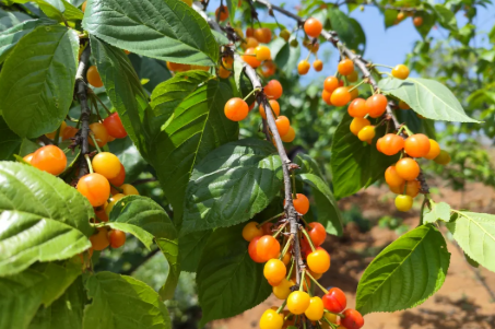 陜西西鄉：采摘旅游深加工，櫻桃串起農旅融合新業態