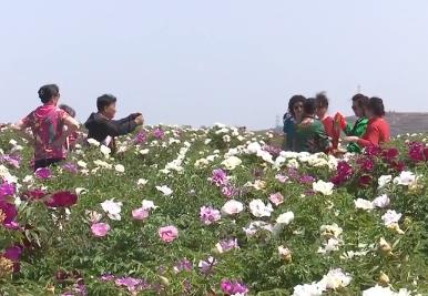 各地探索“生態+文旅”創新模式 為鄉村振興注入新活力
