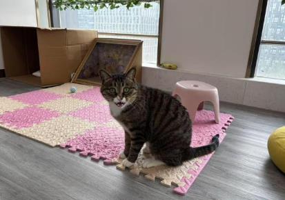 動物變身“療愈師” 助力兒童心理康復