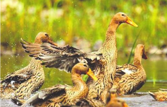 全產業鏈產值突破二十三億元平臺+產業，縉云麻鴨越“飛”越高