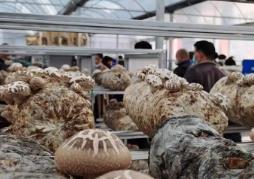 “中國香菇之鄉”湖北隨州“致富傘”遠銷海外