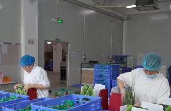 端午粽香飄四海：粽子出口量穩步增長 朋友圈不斷擴容