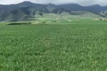 好山好水孕育好莊稼 天山腳下數萬畝優質小麥長勢正好