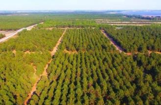 黑龍江“三北”工程成效顯著！沙化土地10年減少120萬畝