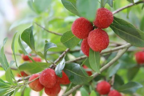 “中國楊梅之鄉”的楊梅熟了 色澤烏紅、酸甜可口