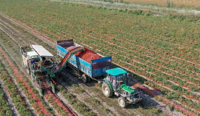 新疆綠色食品原料標準化生產基地規模位居全國前列