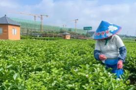 “茉莉之鄉”廣西橫州借力數字智能 產業升級香飄海外