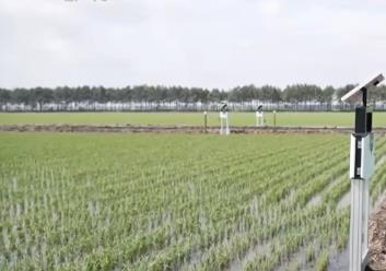 小麥收獲、圓蔥產銷旺、水稻長勢好……鄉村處處是“豐”景