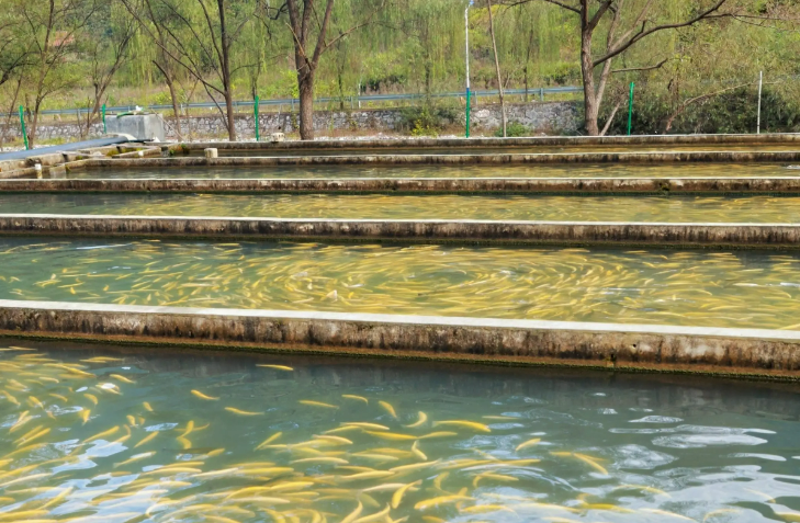 四川瀘州江北鎮高密度養魚“游”出產業新活力