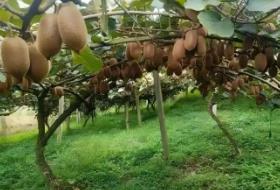 探秘修文谷堡：醉美獼猴桃之鄉