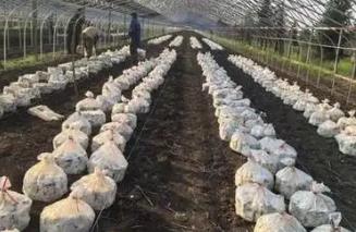 黑龍江佳木斯市：打造“寒地菌菇”之鄉