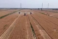 “三夏”一線觀察：鹽堿地變身豐收田 助力糧食穩產增收