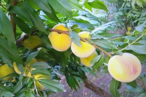 安徽六安“桃經濟”煥發活力