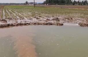 2025年全國春灌總面積約4.3億畝 水網建設保農作物灌溉 保糧食豐收