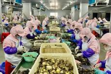 全國第一！今年前5個月福建鮑魚制品出口規模創新高