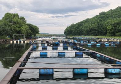 牡丹江冷水魚產業：全鏈條發展的振興之路