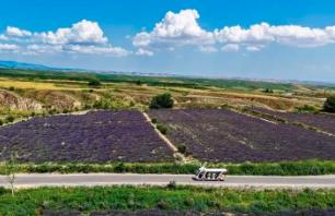 新疆霍城：薰衣草之鄉的“紫”樣生活