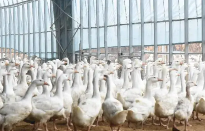 吉林省舒蘭市以白鵝養殖優勢推動羽毛球制造產業發展